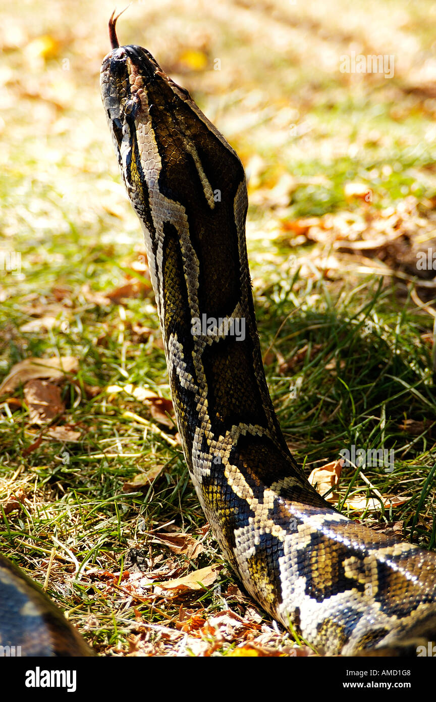 Female python (captive) on grass with head raised and tongue extended Stock Photo
