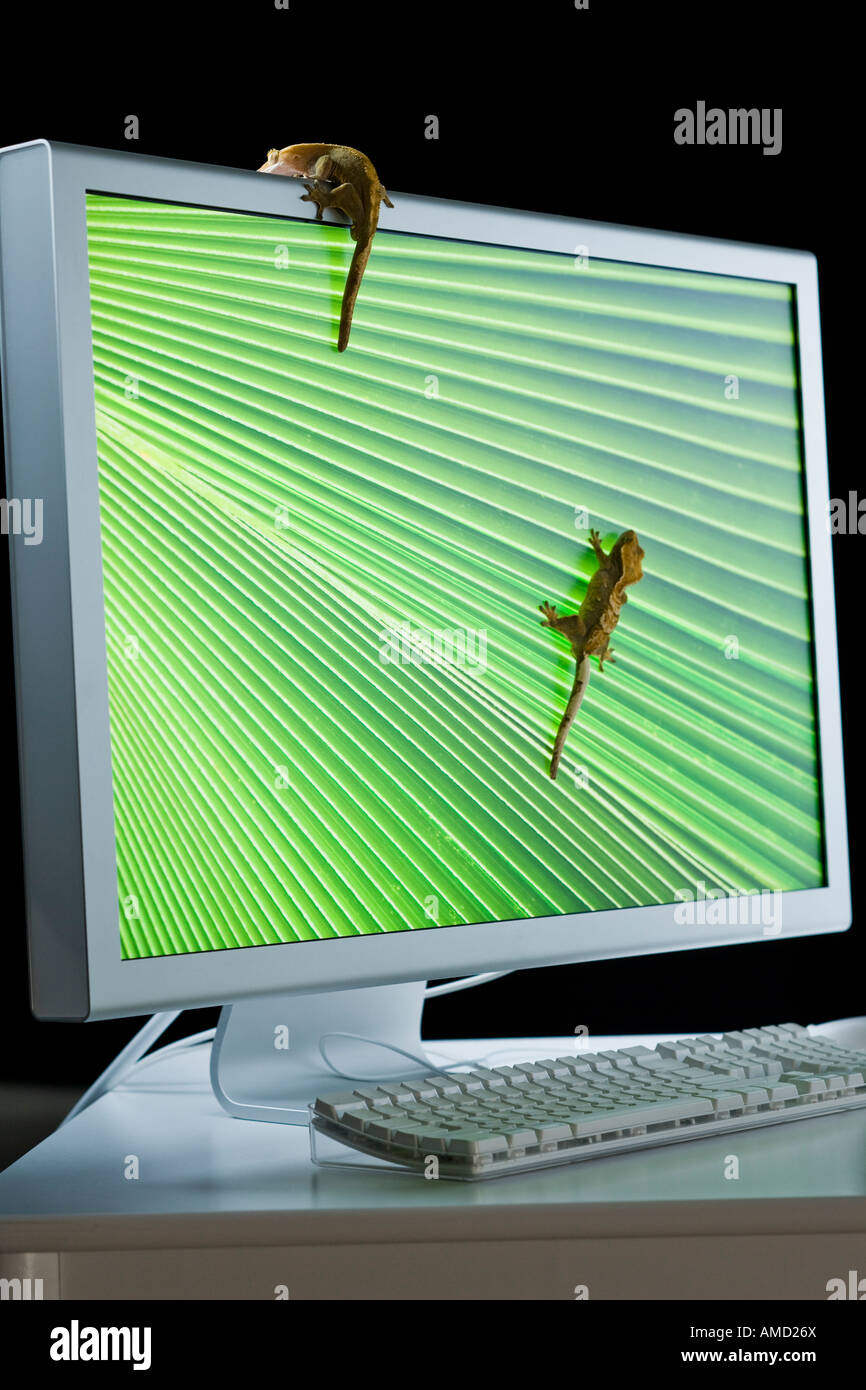 Computer monitor with lizards Stock Photo
