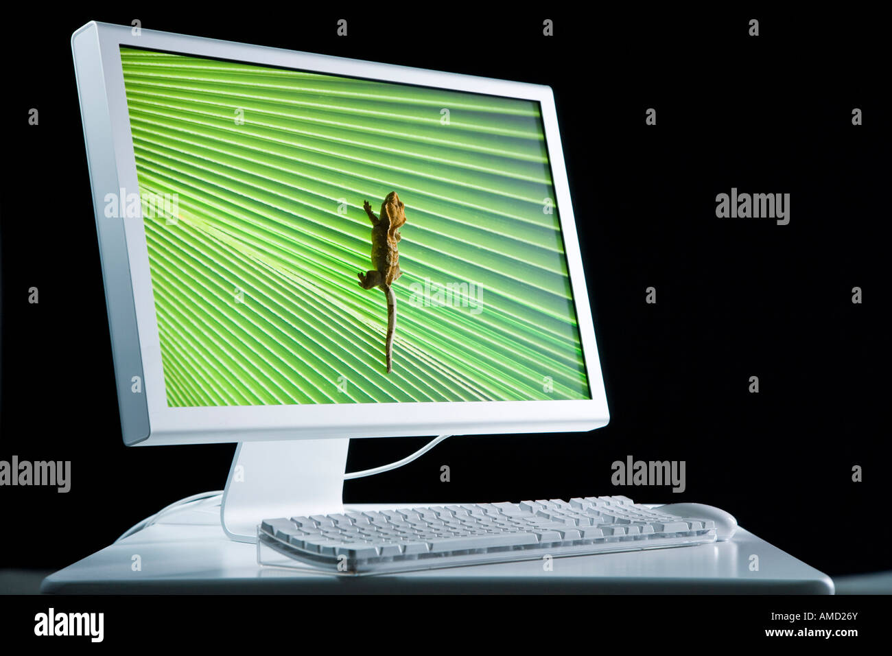 Computer monitor with lizard Stock Photo