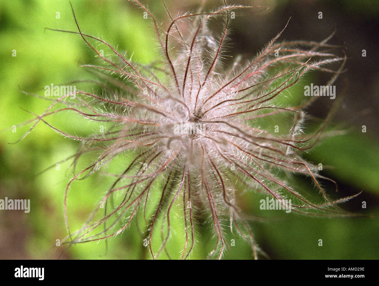 Pulsatilla, pasque flower seed head Stock Photo