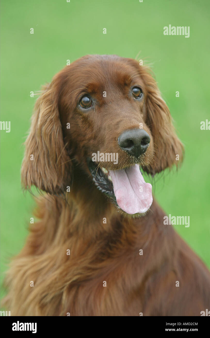 Irish Setter dog - portrait Stock Photo
