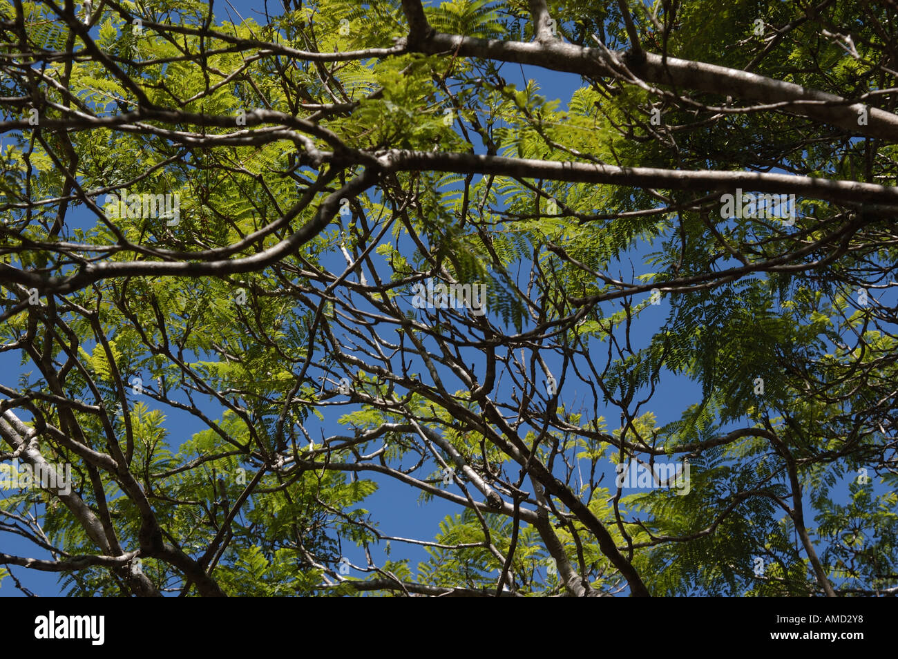 Tree Canopy Stock Photo