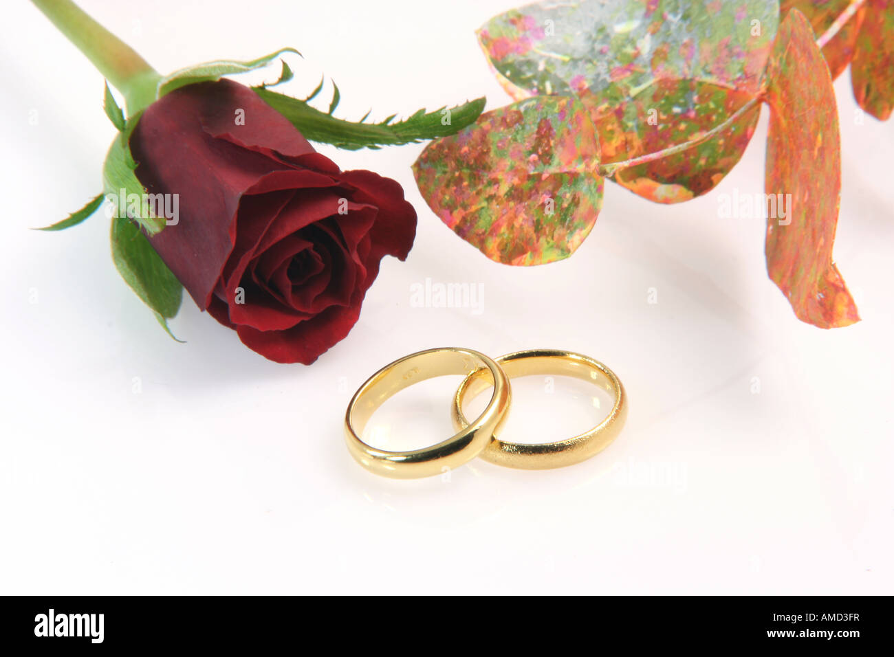 two wedding rings isolated on white with a red rose decoration plant ...
