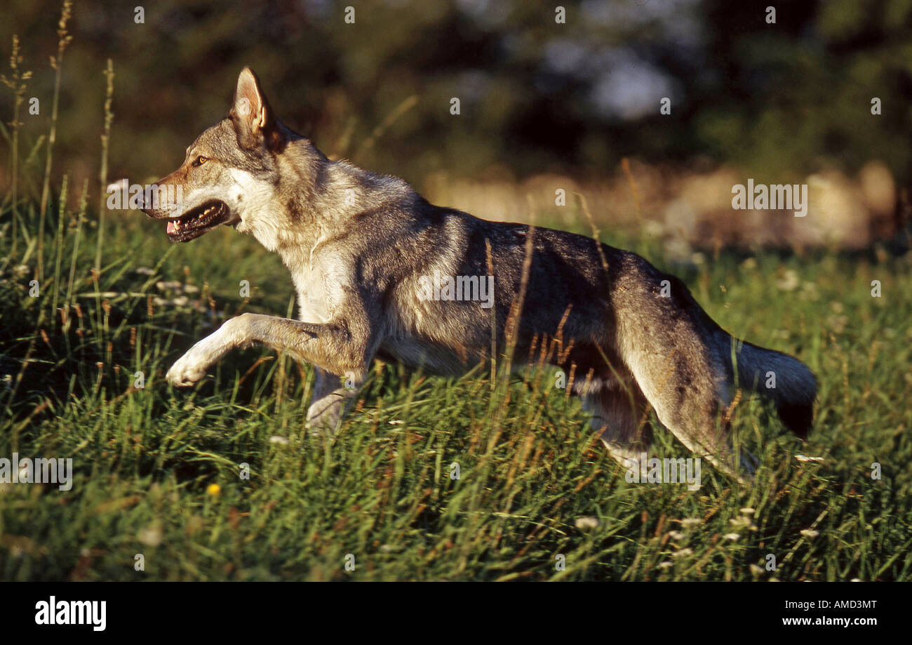 Czechoslovakian Wolf dog on meadow Stock Photo
