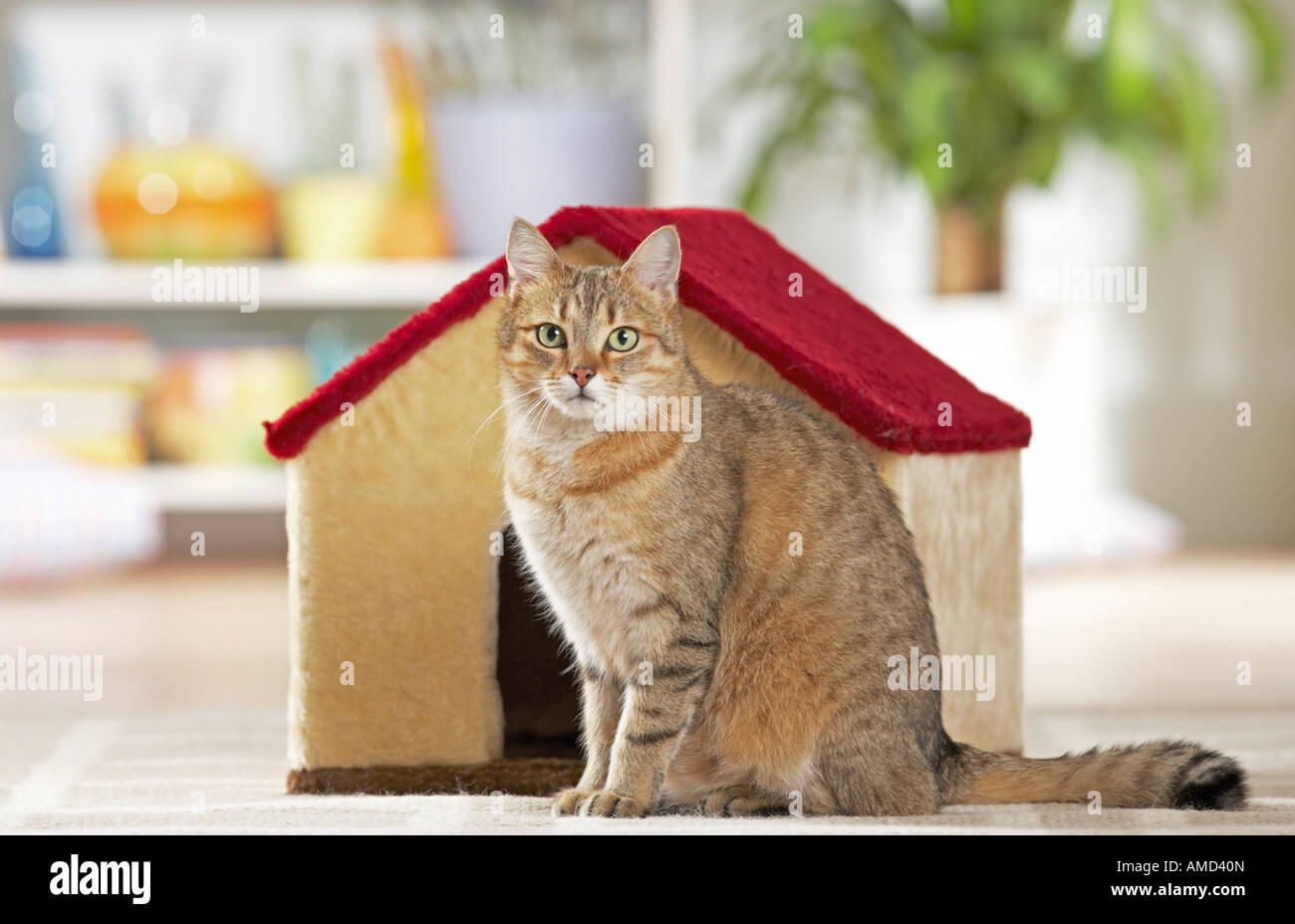 in house cat sitting