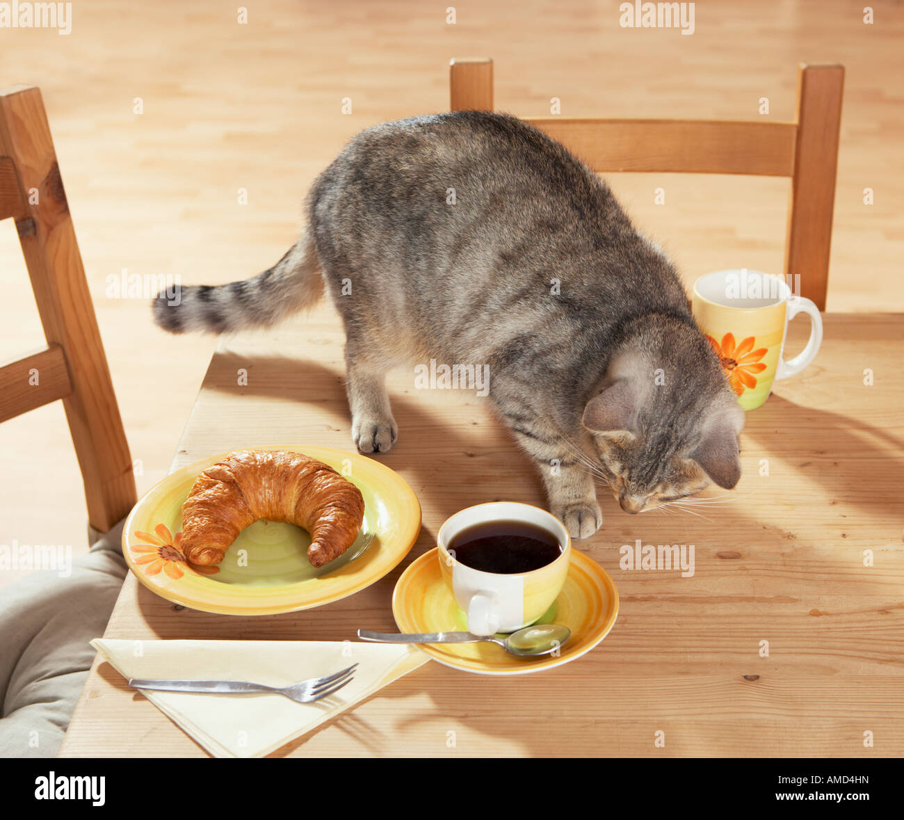 Cats breakfast hi-res stock photography and images - Alamy
