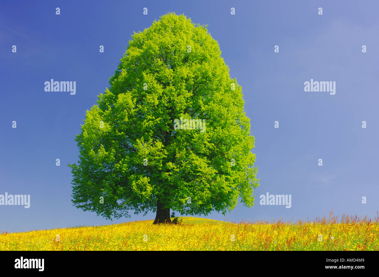 Tree in Meadow, Canton of Zurich, Switzerland Stock Photo Alamy