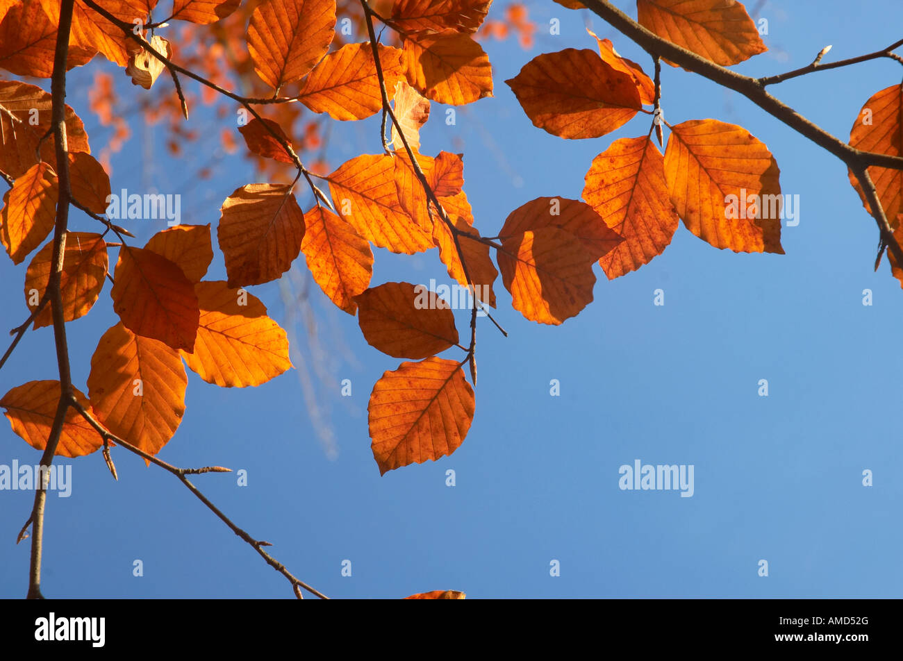 Autumn beech tree hi-res stock photography and images - Alamy