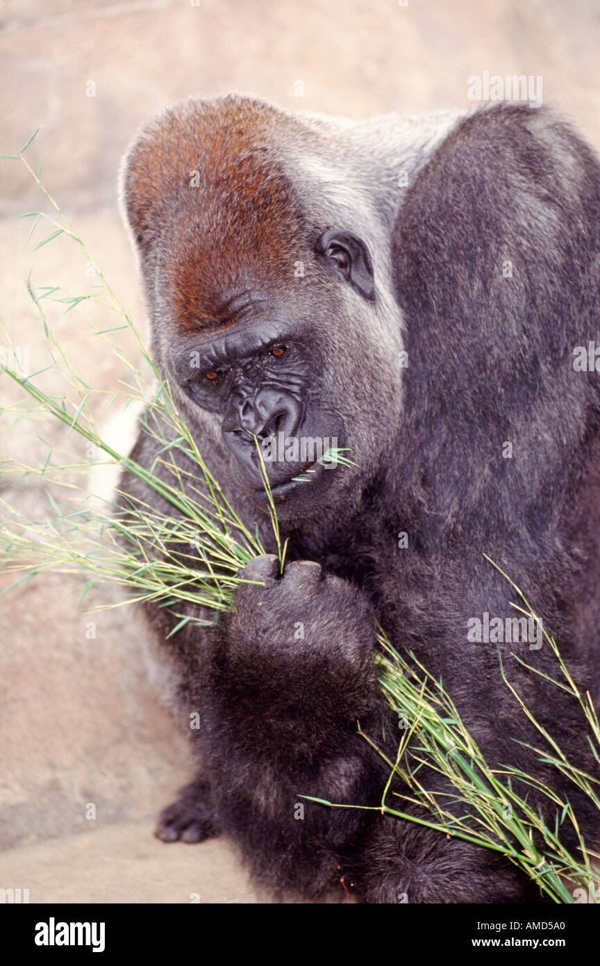 Male silverback western lowland gorilla hi-res stock photography and ...