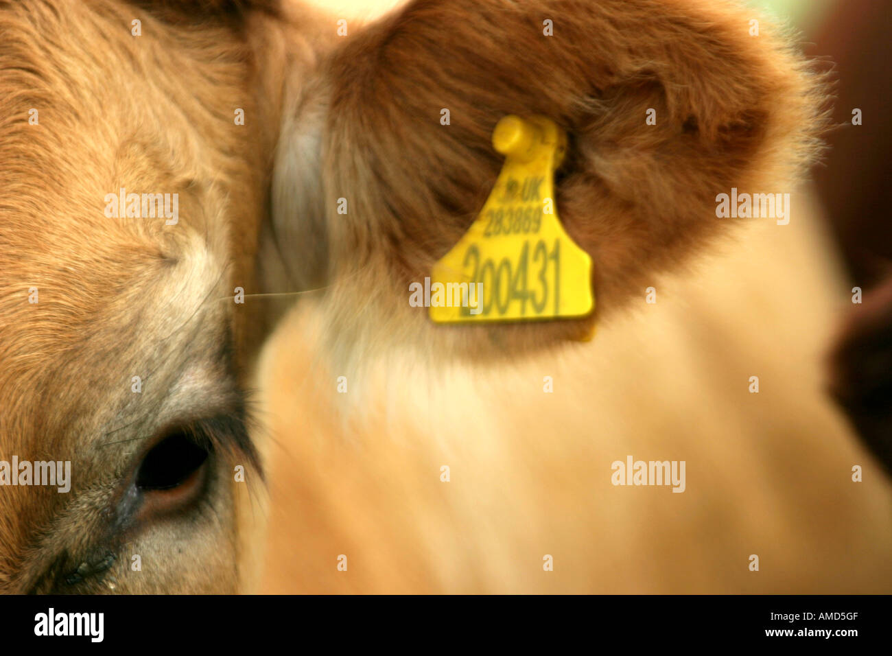 A close up photo of a dairy cow Stock Photo - Alamy