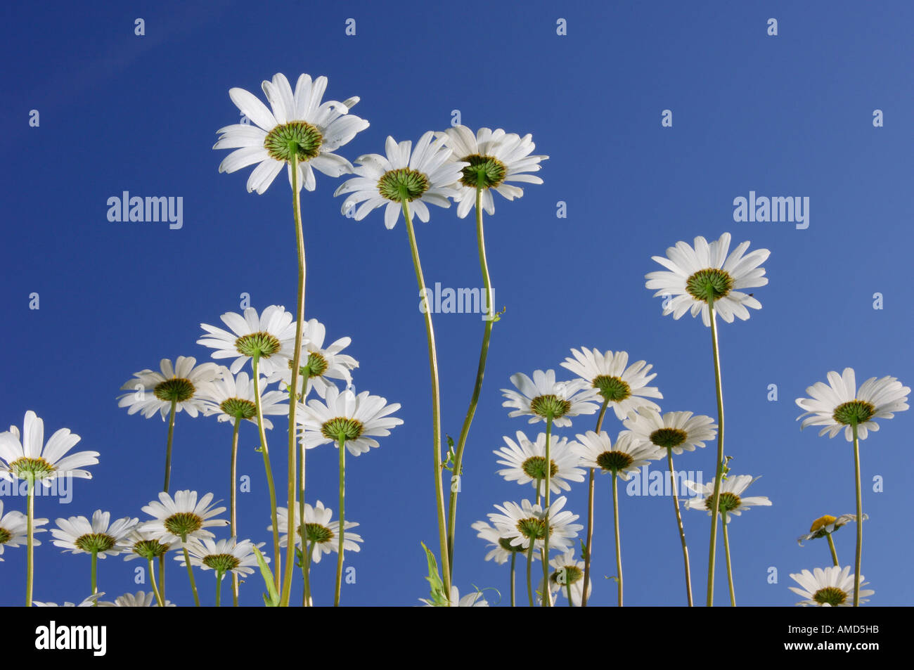 Daisies spring day blue skies hires stock photography and images Alamy