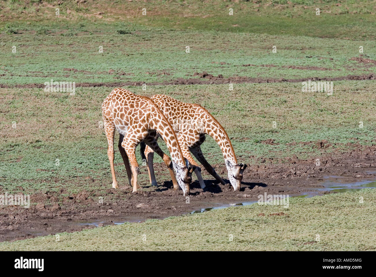 South african giraffes hi-res stock photography and images - Alamy