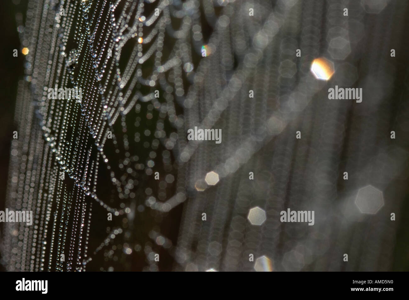 Dew on Spiders Web Stock Photo