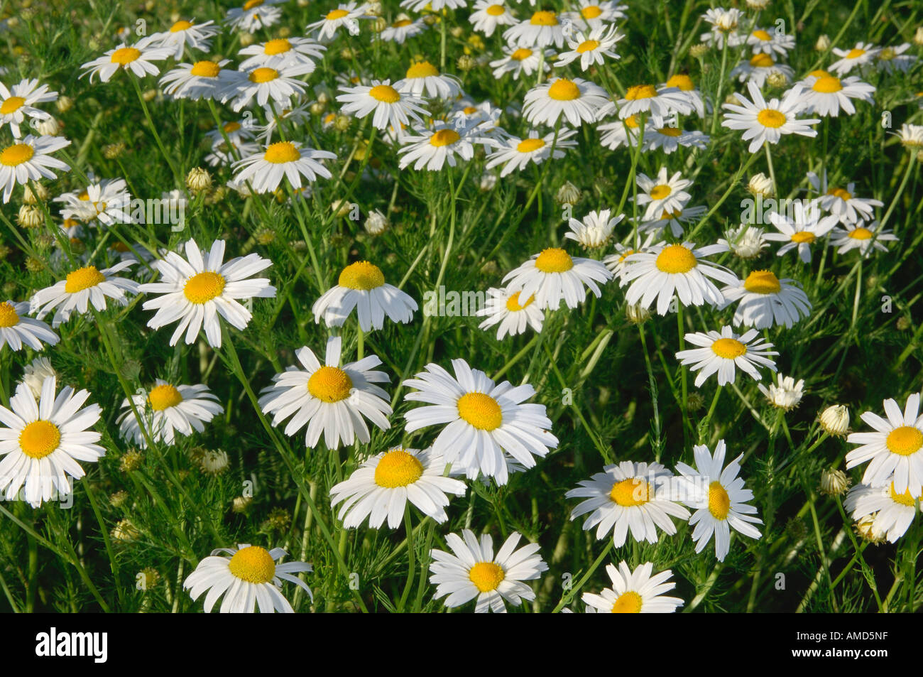 Chamomile flower field view hi-res stock photography and images - Alamy