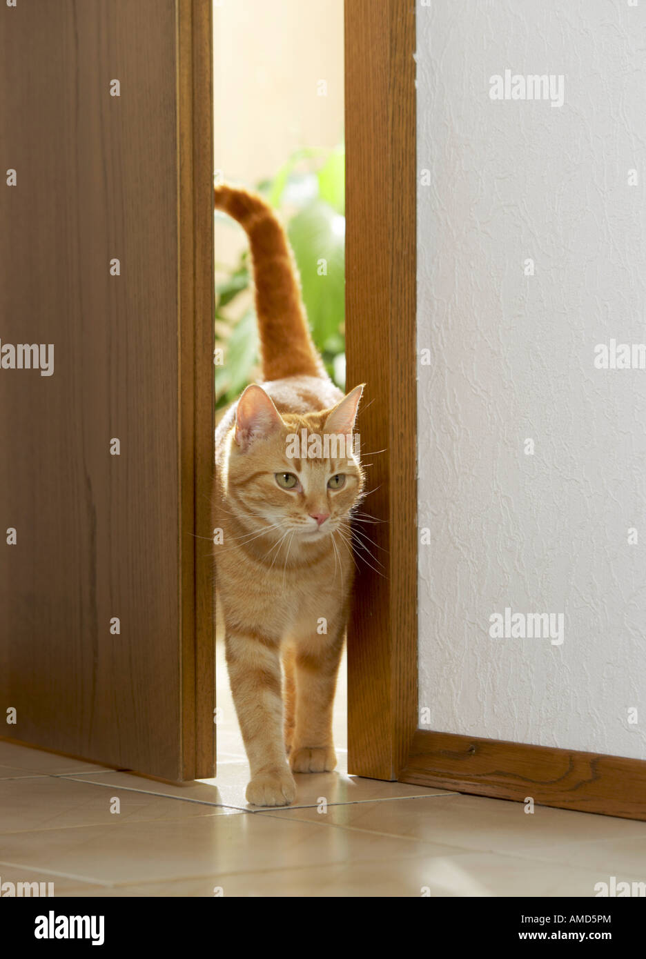 849 en la categoría «Cat behind door» de fotos e imágenes de stock