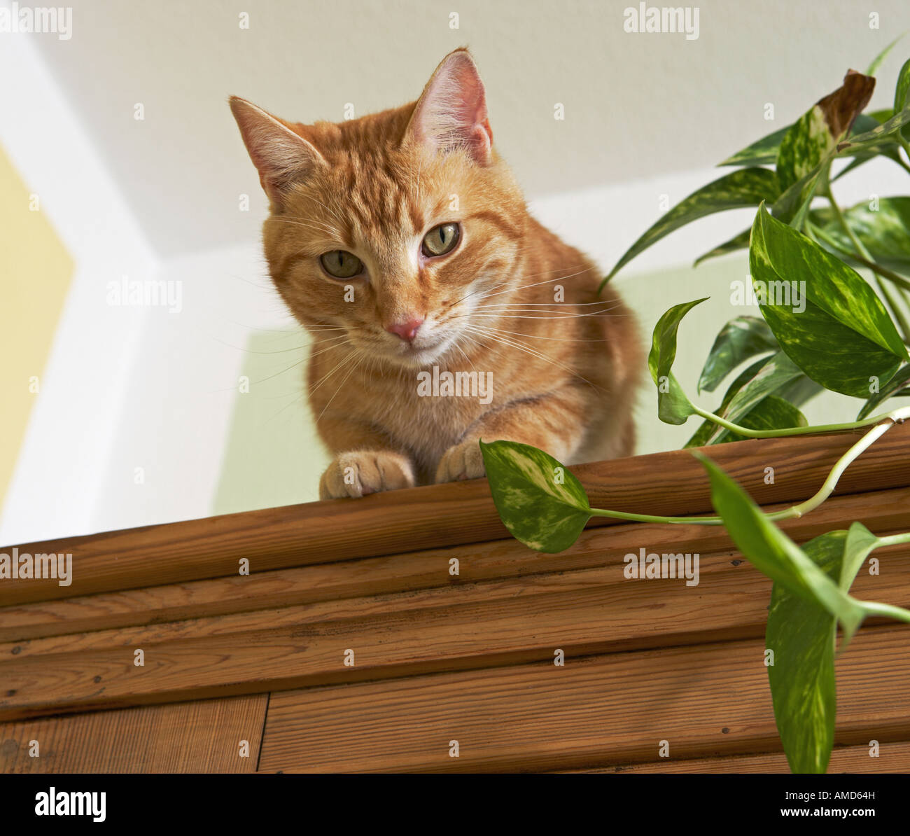 domestic cat on cabinet Stock Photo