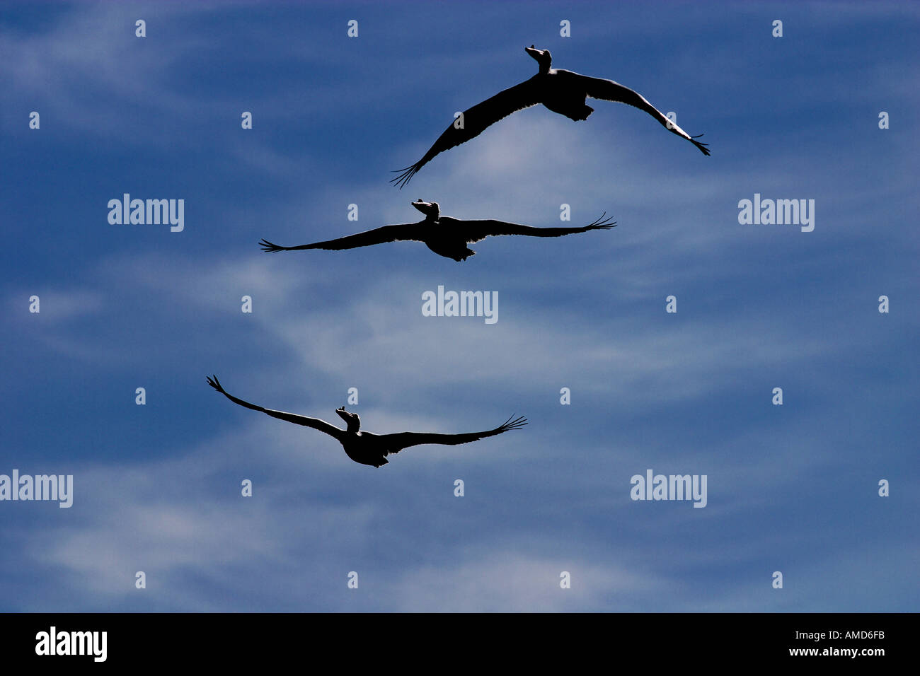 three White Pelicans in flight against a blue sky with with white ...