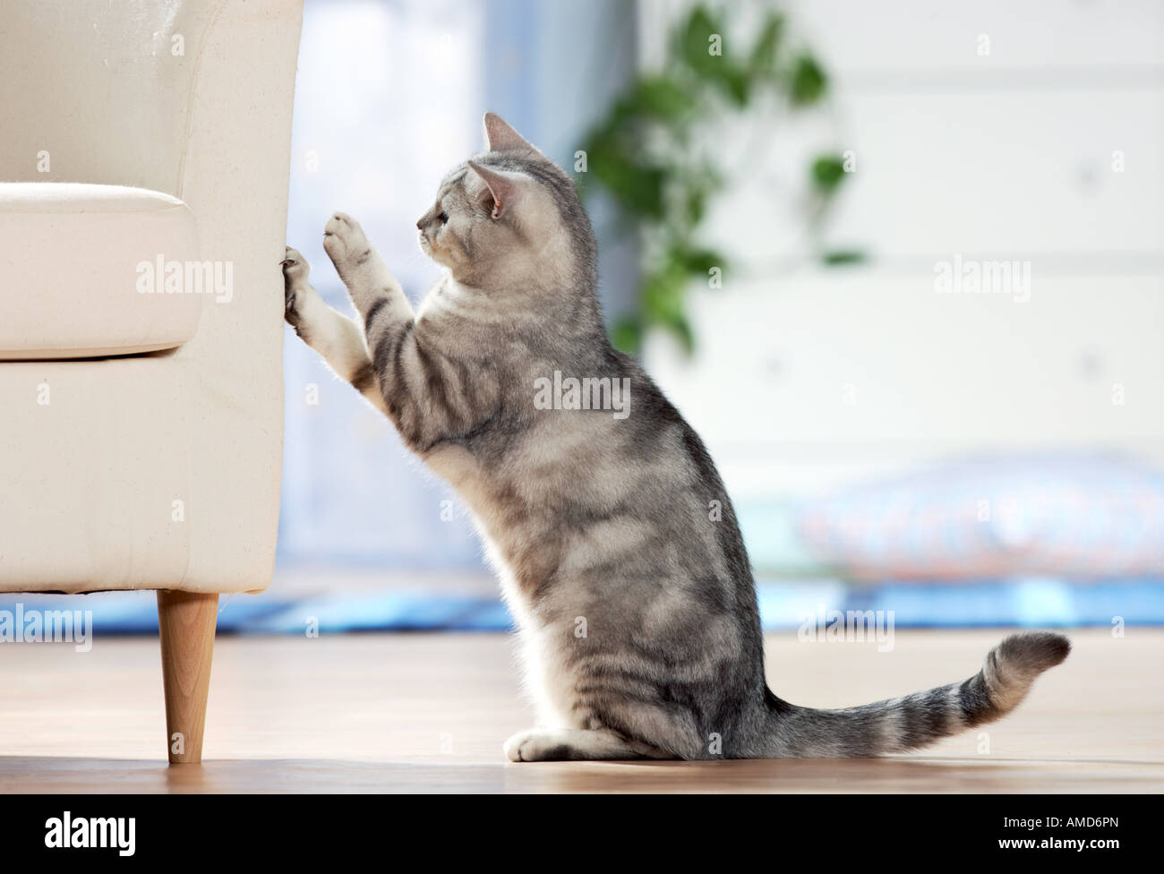 cat scratching chair