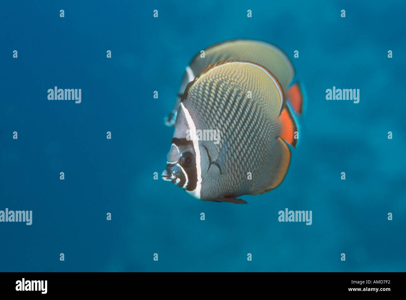 Collared butterflyfishes hi-res stock photography and images - Alamy
