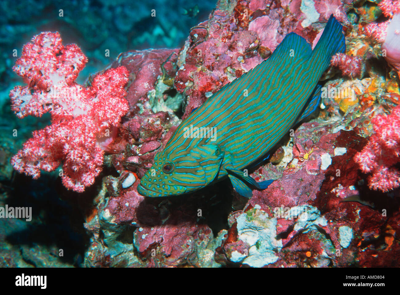 Bluelined hind with soft corals Andaman Sea Thailand Stock Photo