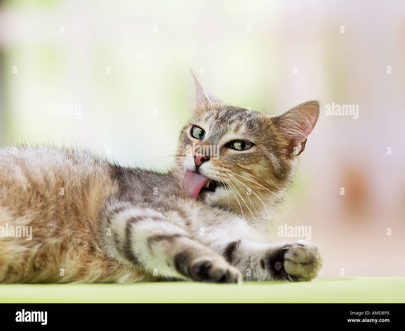 domestic cat - preening itself Stock Photo