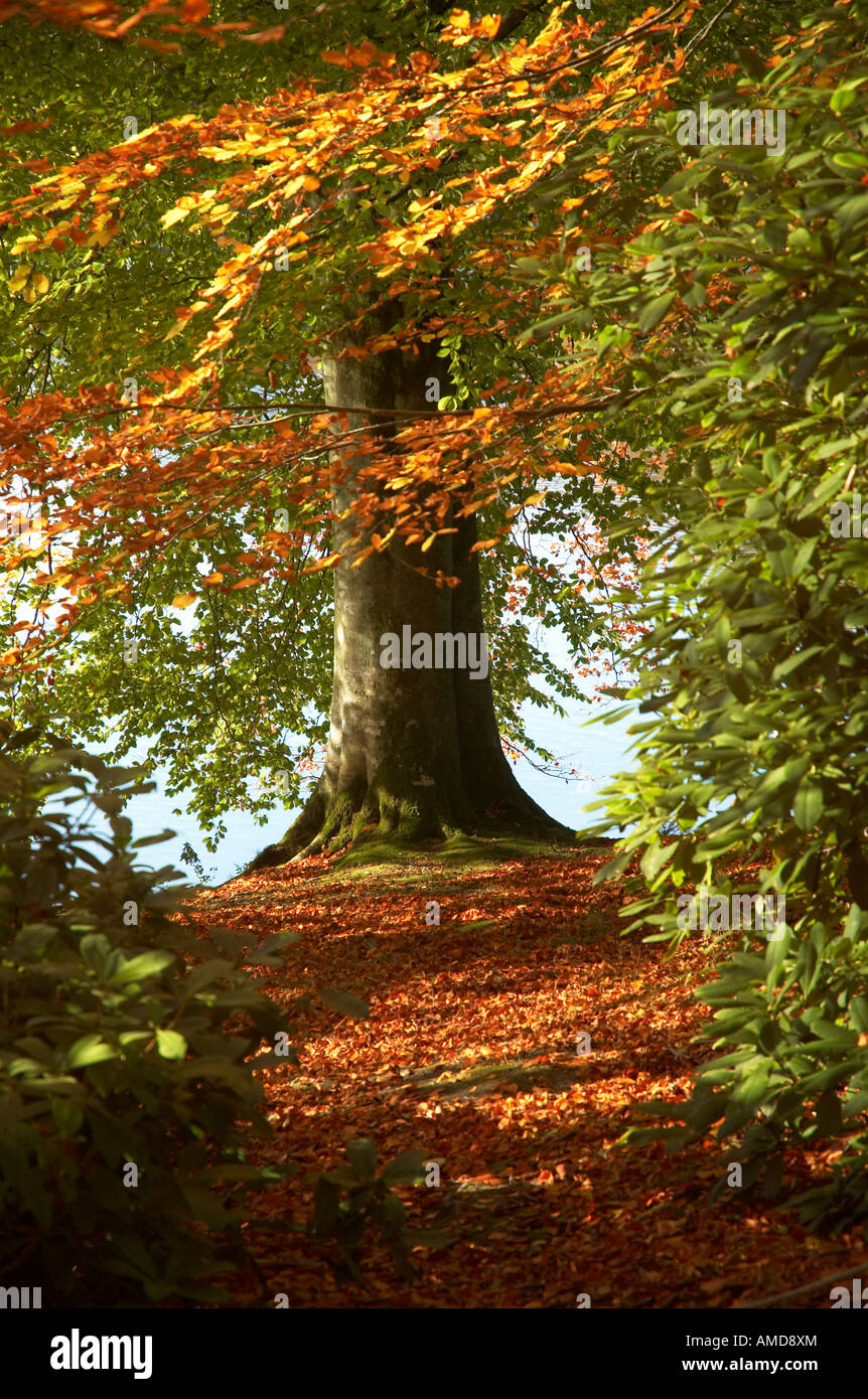 Autumn woodland trees hi-res stock photography and images - Alamy