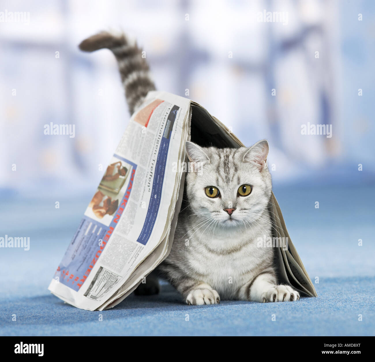 Newspaper Cat