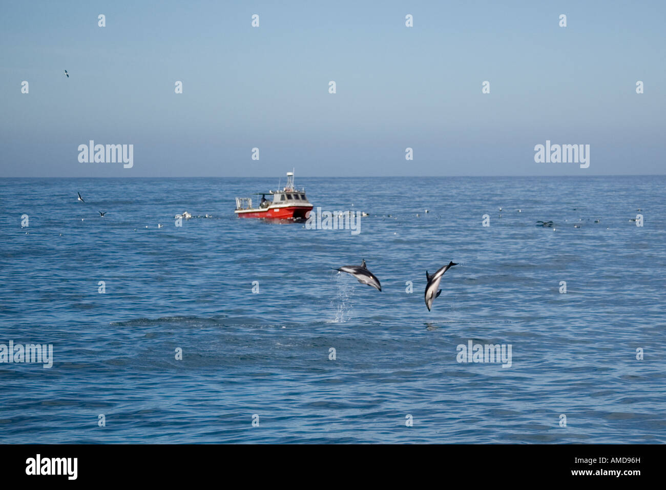Leaping Dusky dolphins (Lagenorhynchus obscurus) and commercial fishing