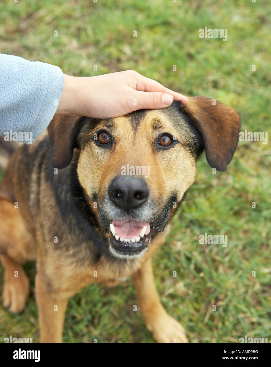 half breed dog beeing crawled Stock Photo