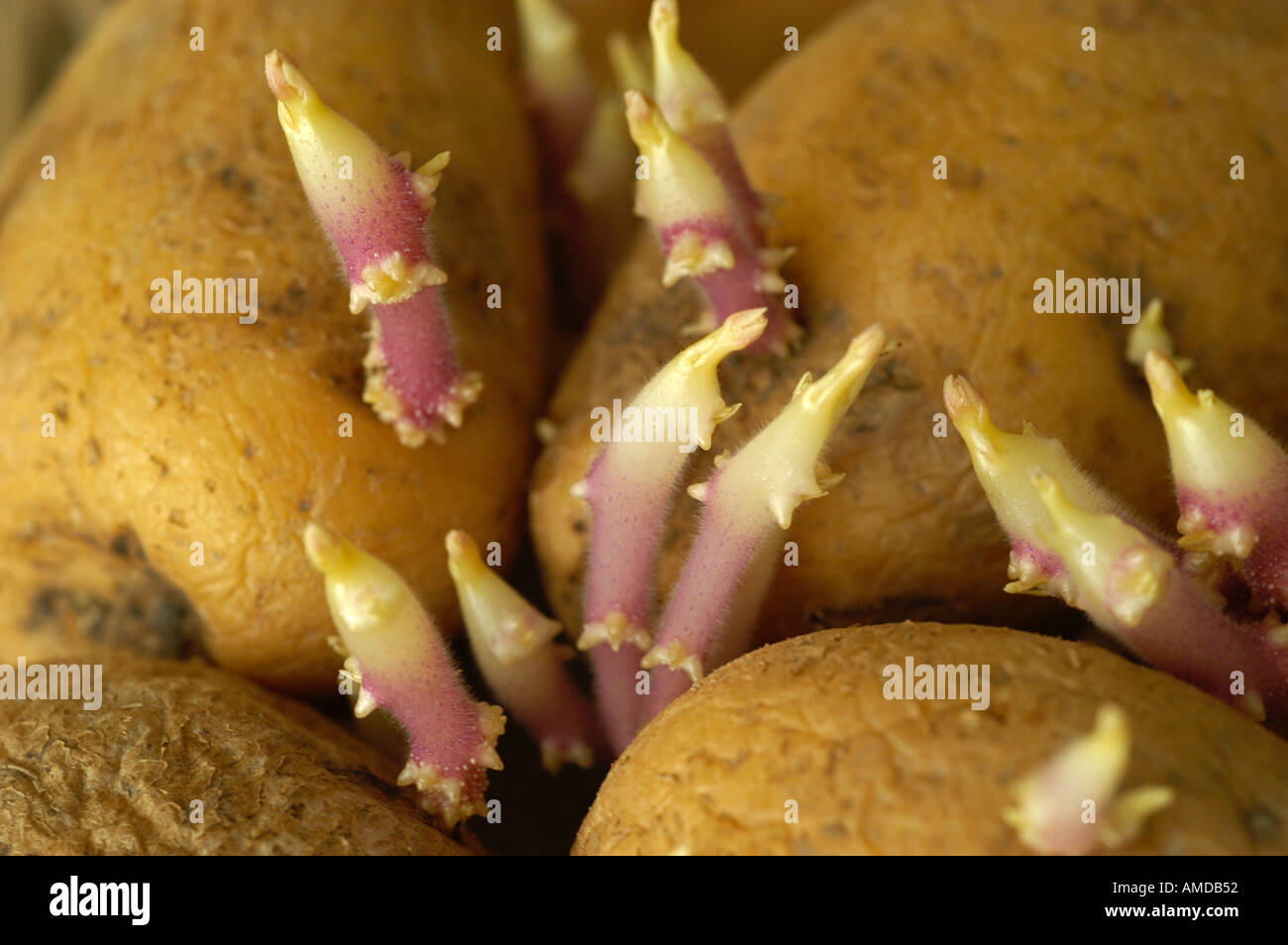 Sprouted potatoe hi-res stock photography and images - Alamy