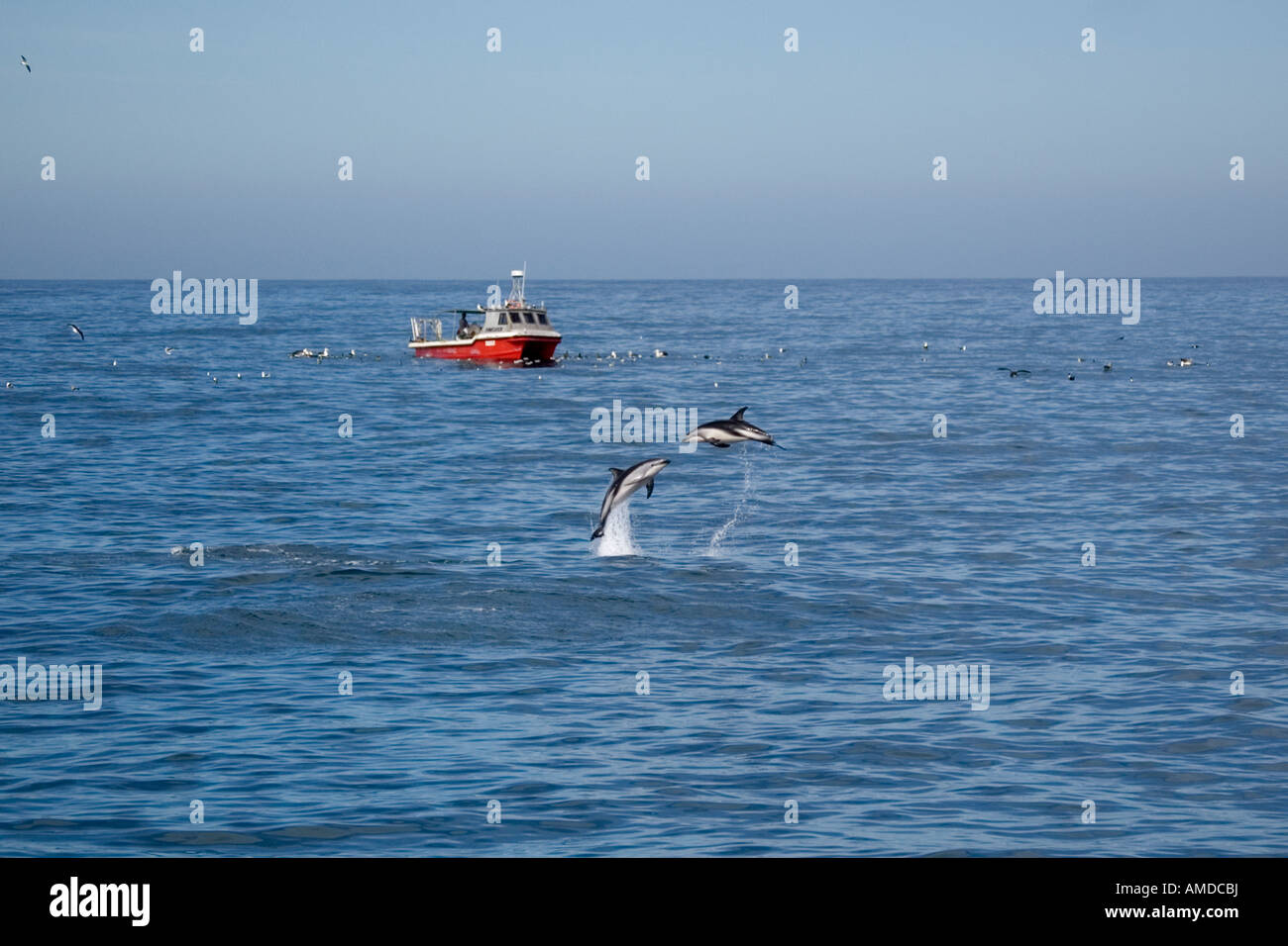 Leaping Dusky dolphins Lagenorhynchus obscurus and commercial fishing