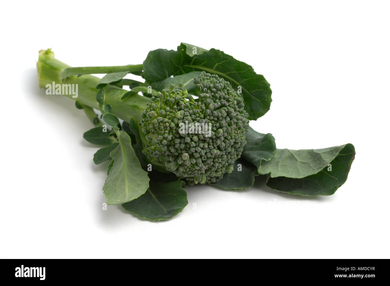 Sprouting Broccoli Stock Photo Alamy