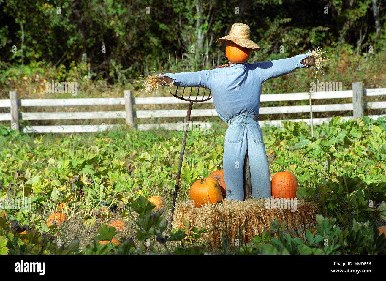 Scarecrow looks over pumpkin patch in rural Oregon USA Stock Photo