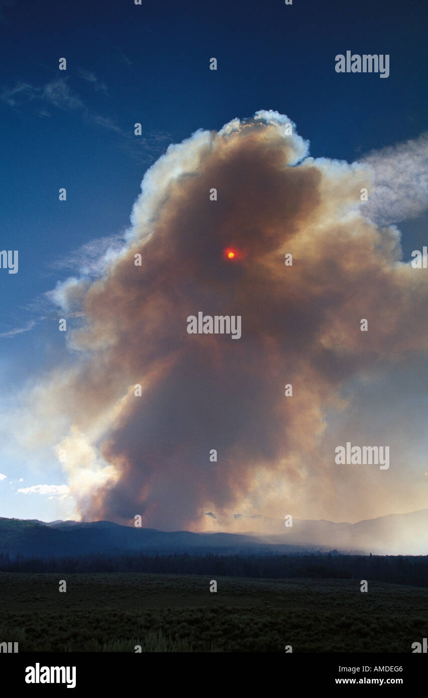 The forest fire hi-res stock photography and images - Alamy