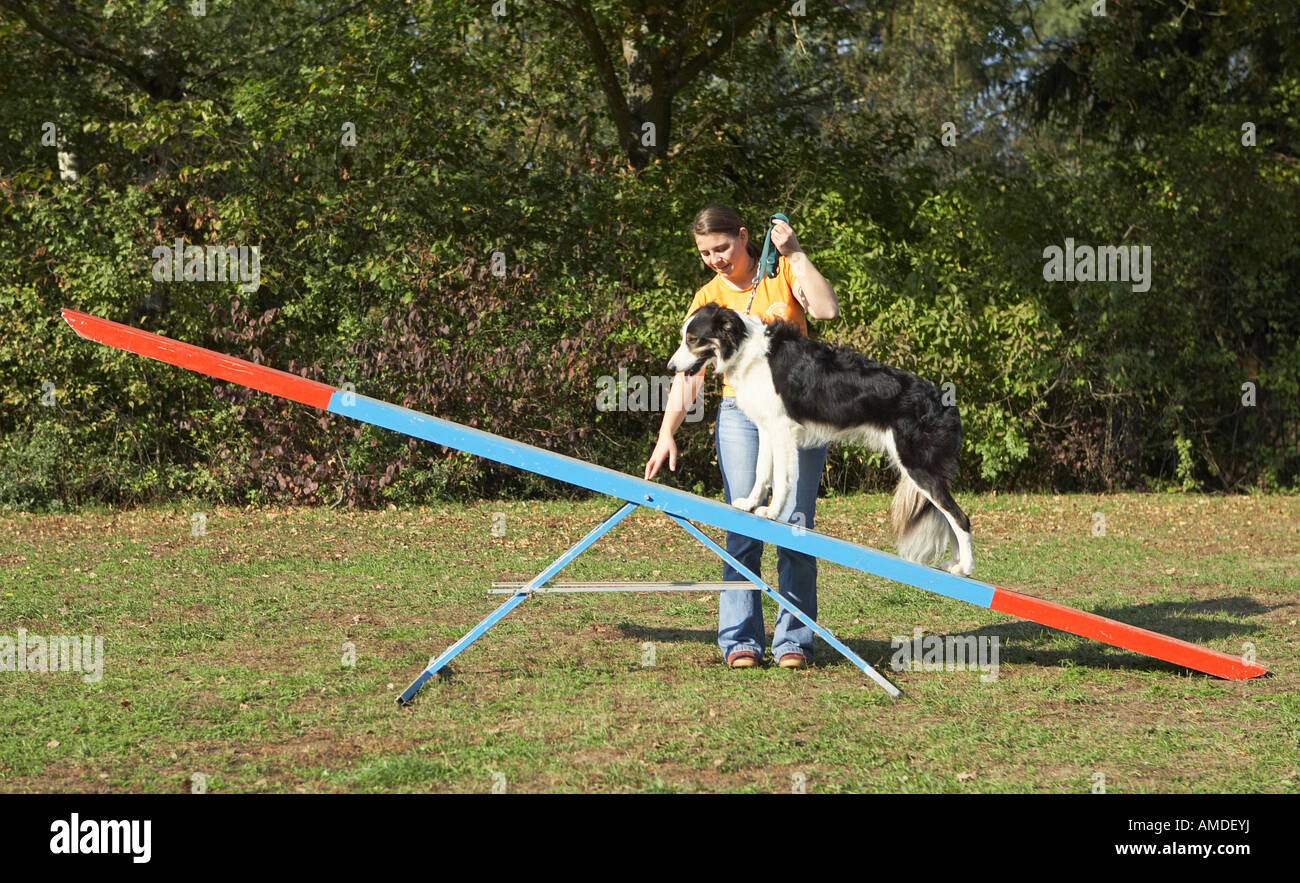 agility Border Collie dog on seesaw Stock Photo Alamy
