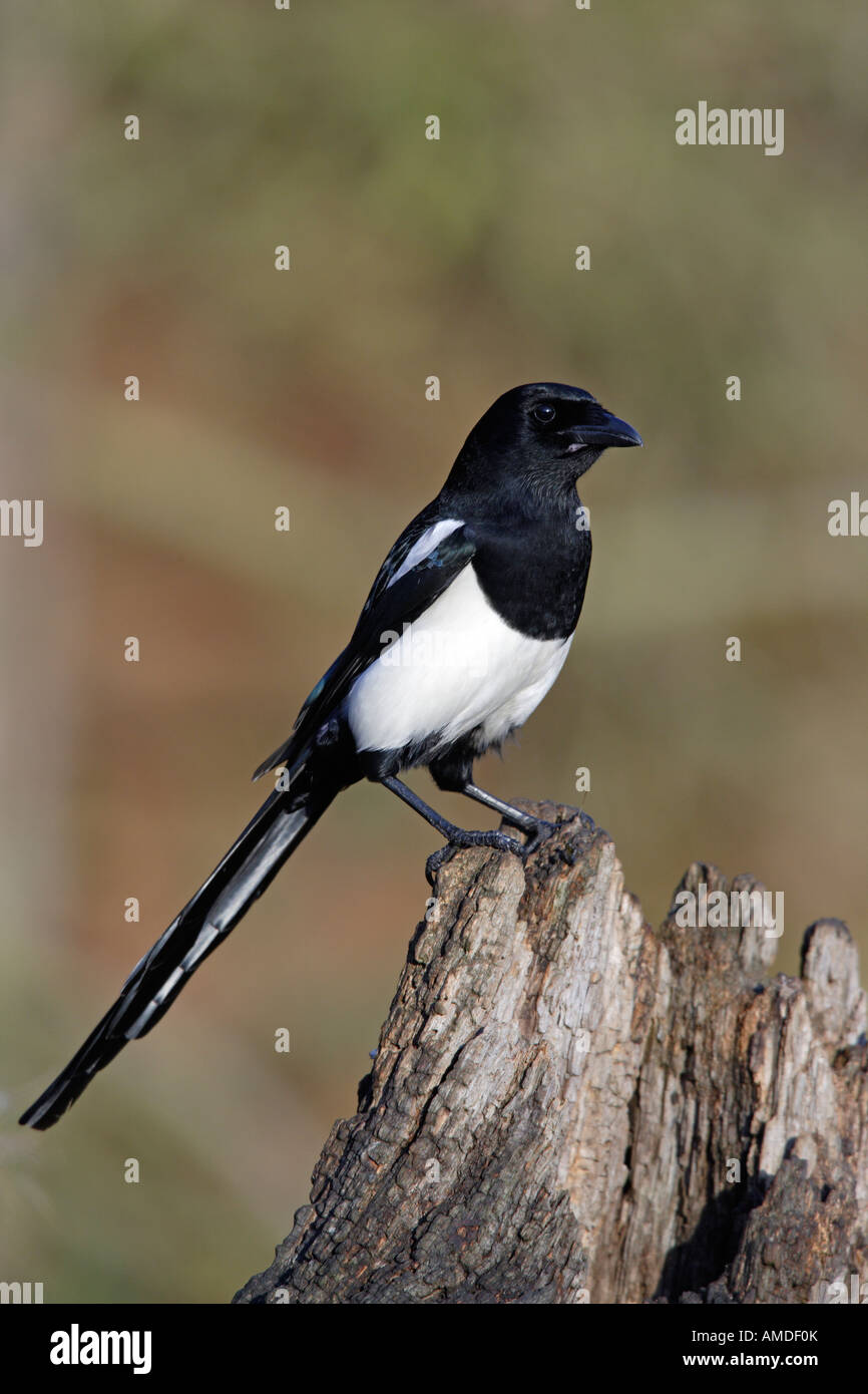 Magpie Pica pica looking alert Potton Bedfordshire Stock Photo
