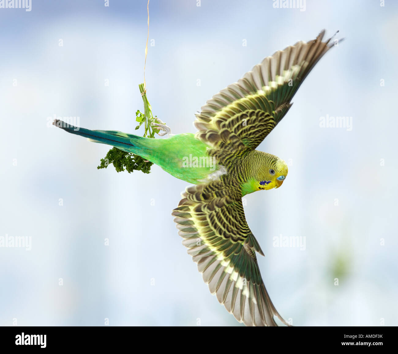 Budgerigar Budgie Melopsittacus Undulatus In Flight Stock Photo Alamy