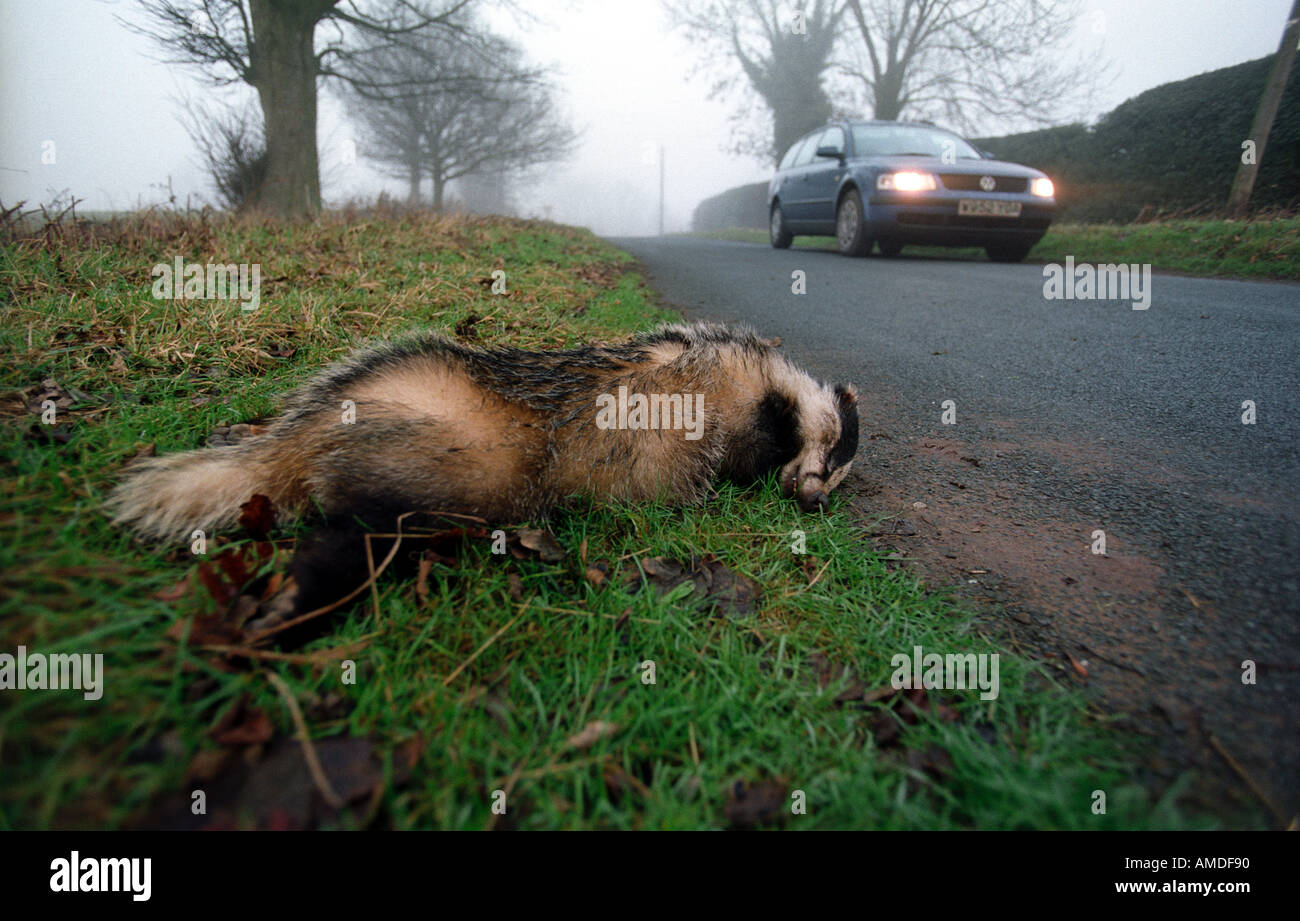 A dead badger at the side of a road killed by a car Stock Photo Alamy