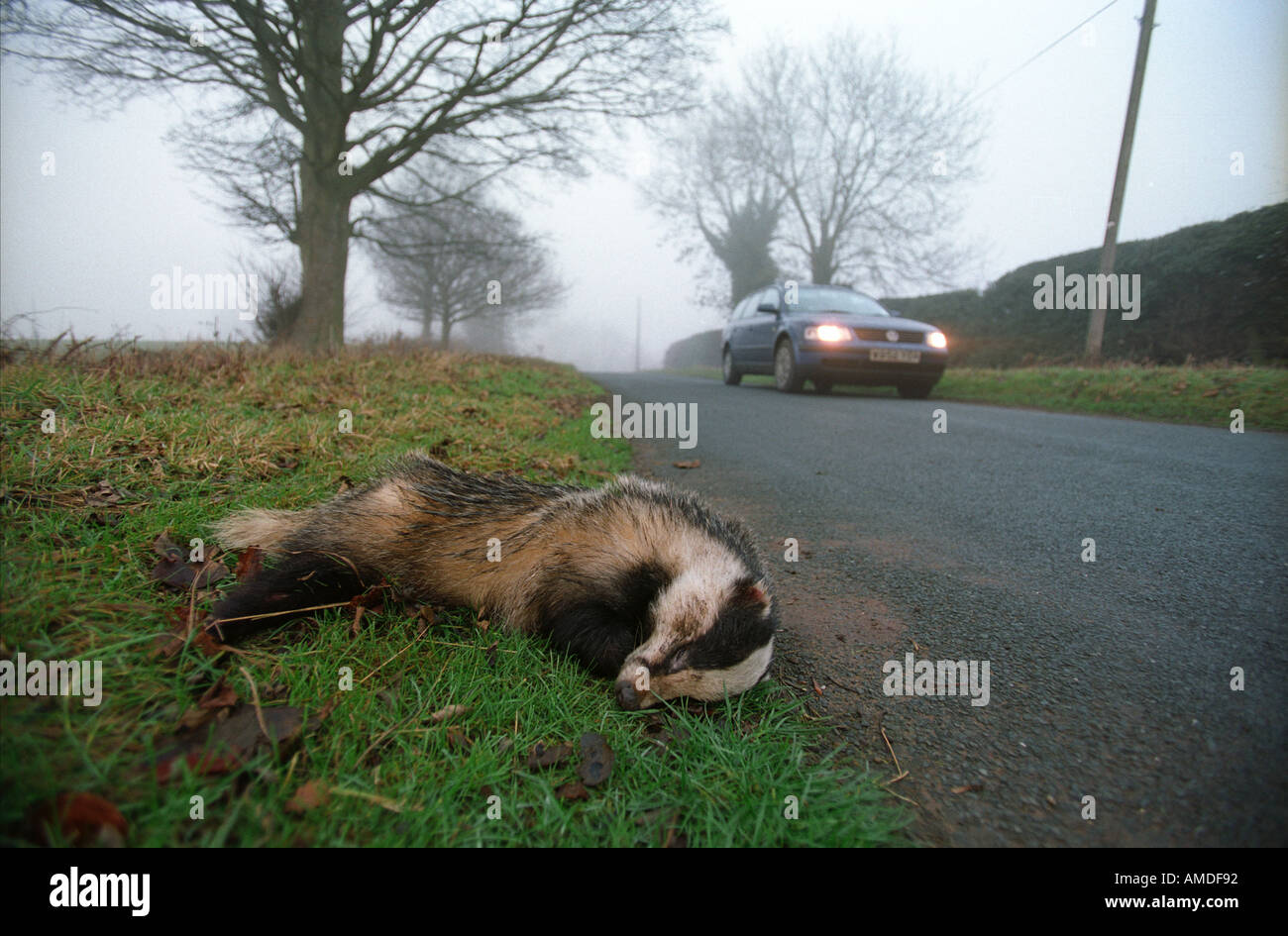 A dead badger at the side of a road killed by a car Stock Photo Alamy