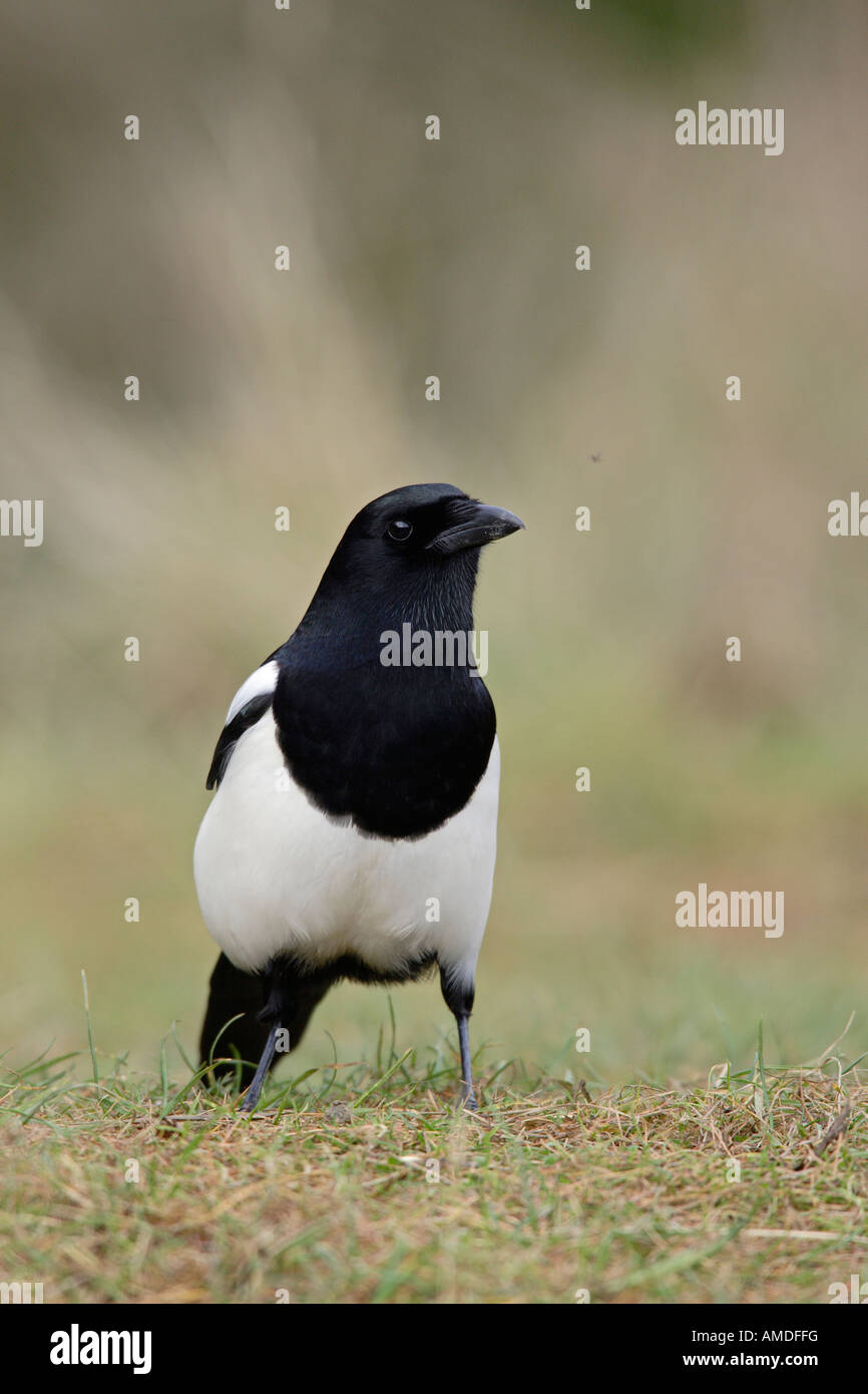 Magpie Pica pica looking alert Potton Bedfordshire Stock Photo