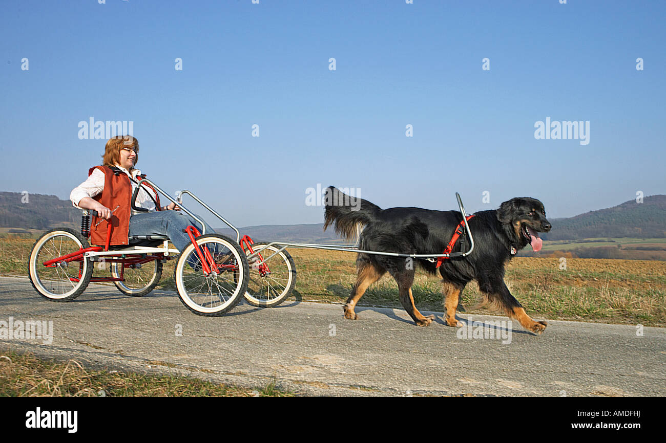 half breed dog drawing sacco wagon Stock Photo