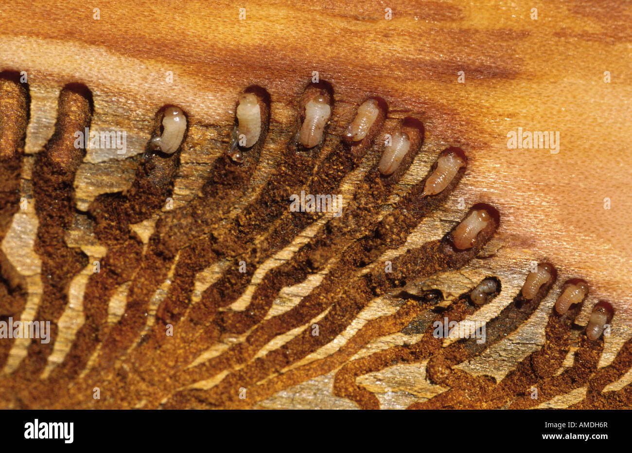 bark beetles Scolytidae (Ipidae) engraver beetles ambrosia beetles, timber beetles Germany NP Bavarian Forest Stock Photo