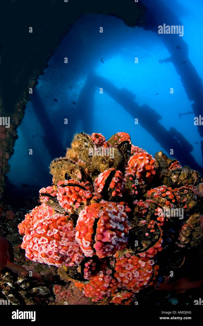 A giant cluster of marine muscles covered with red sea anemones in deep water on the stancions of an oil platform. Stock Photo
