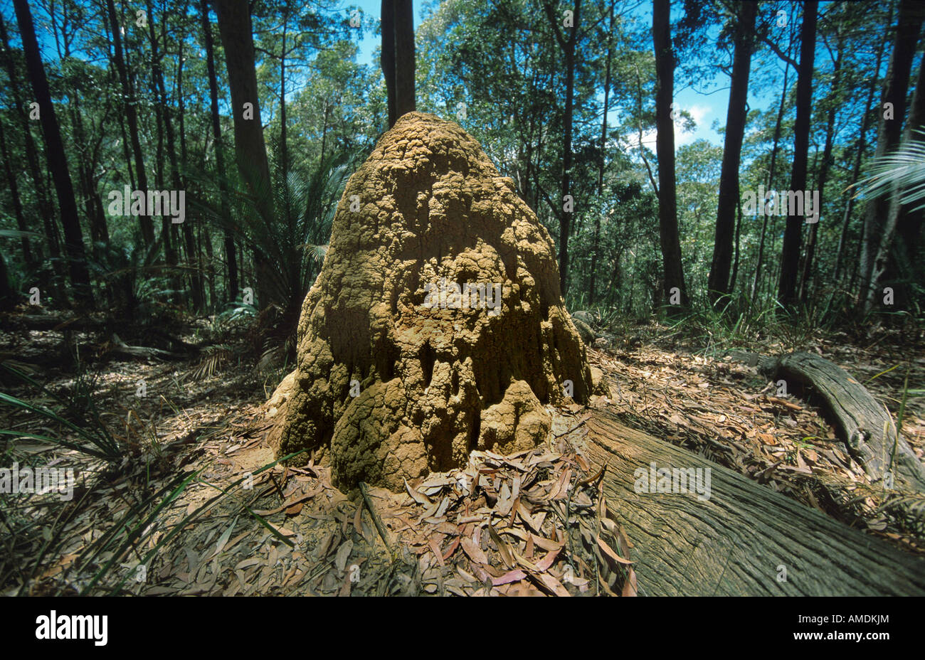 termite mound in eucalyptus forest Stock Photo Alamy