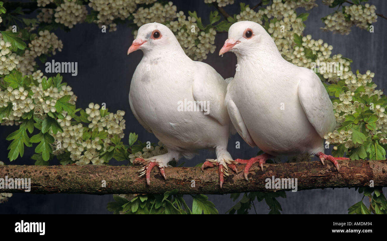 White Doves or FanTailed Pigeon pair Stock Photo Alamy