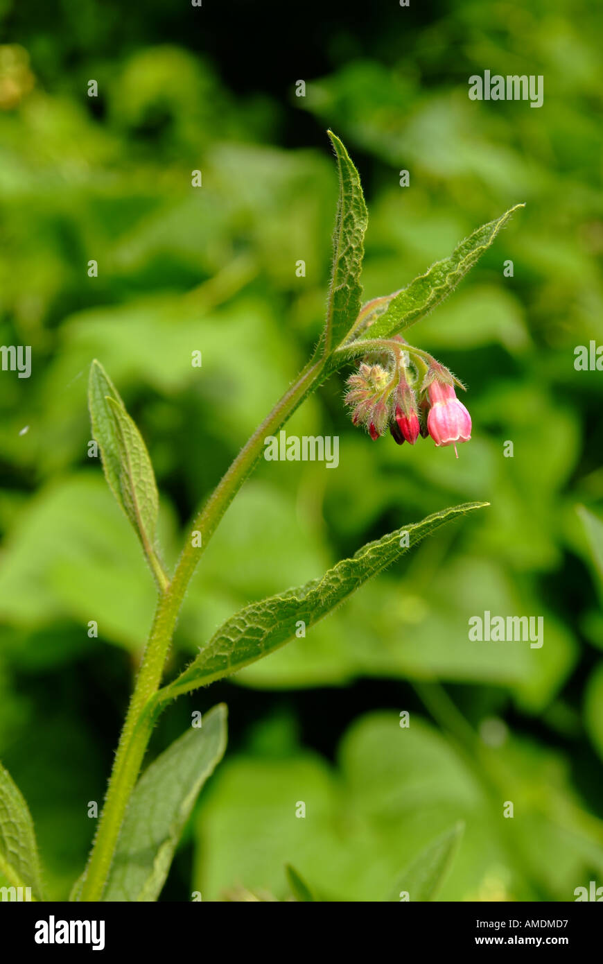 Comfrey Symphytum spp in flower Stock Photo