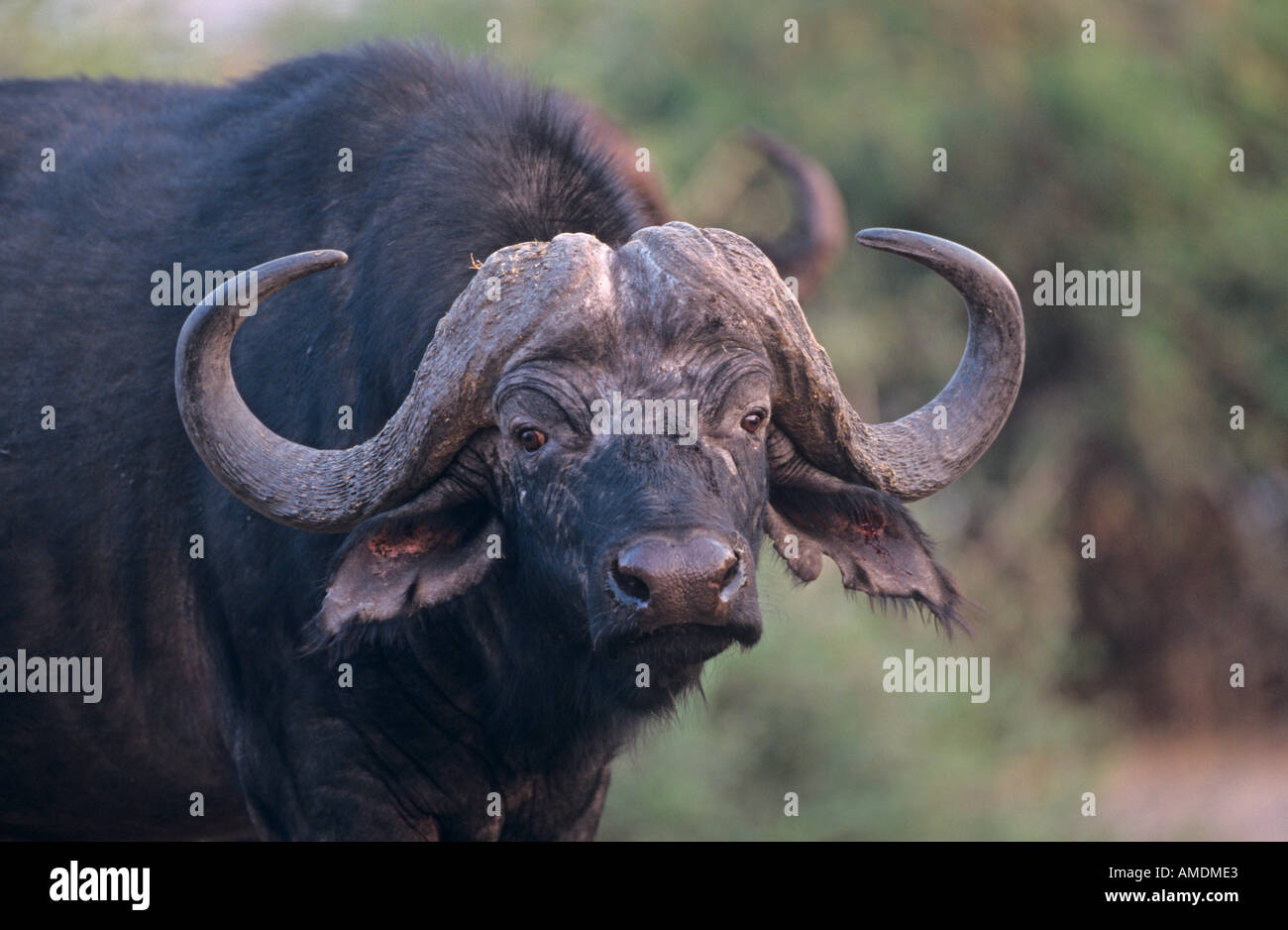 African buffalo caffer caffer Botswana Stock Photo - Alamy