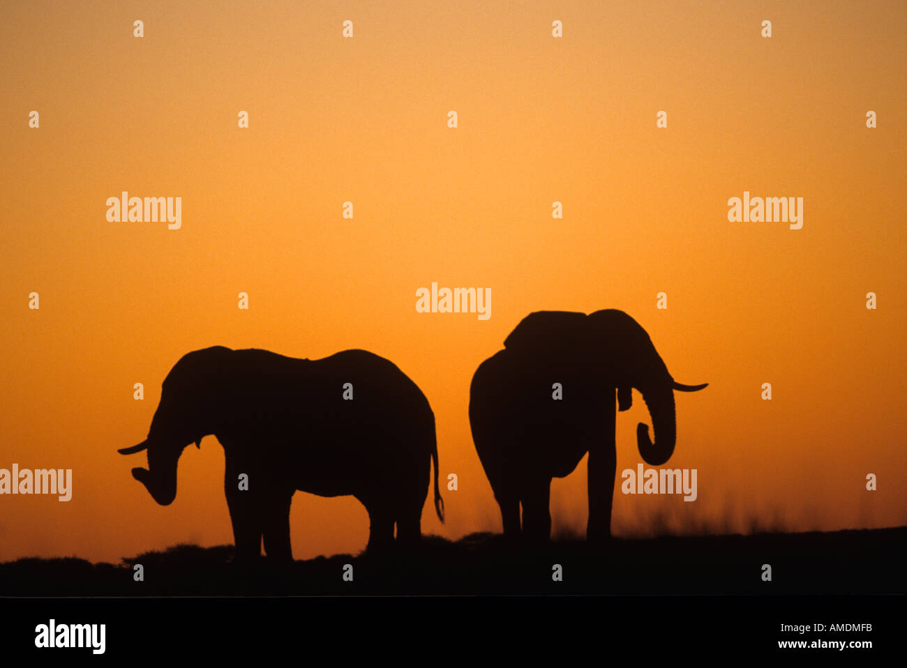 African Elephants Loxadonta africana at Sunset Botswana Stock Photo