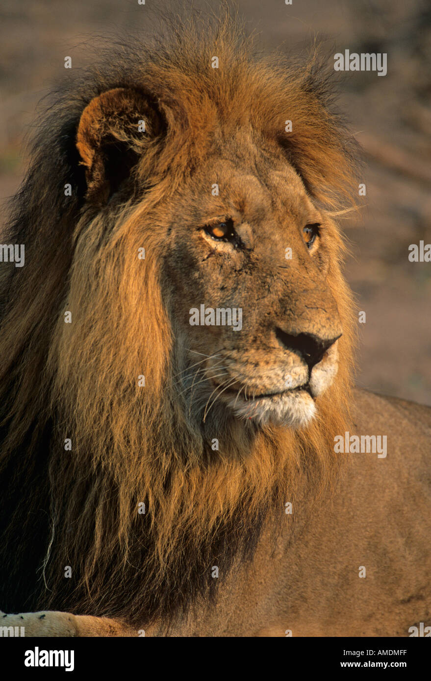 African Lion Leo panthera Portrait Botswana Stock Photo - Alamy