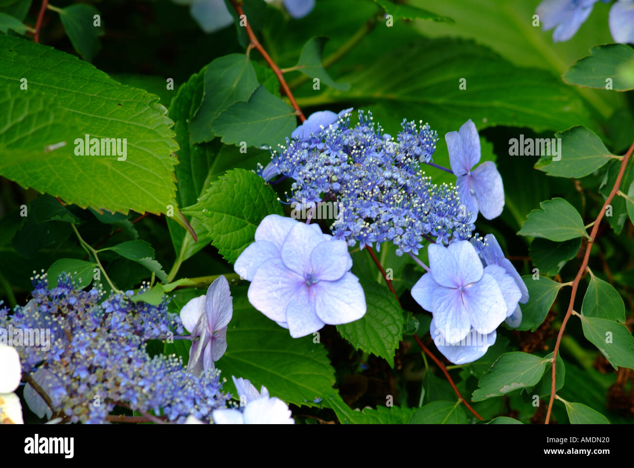 Lace cap Hydrangea flowers Stock Photo Alamy